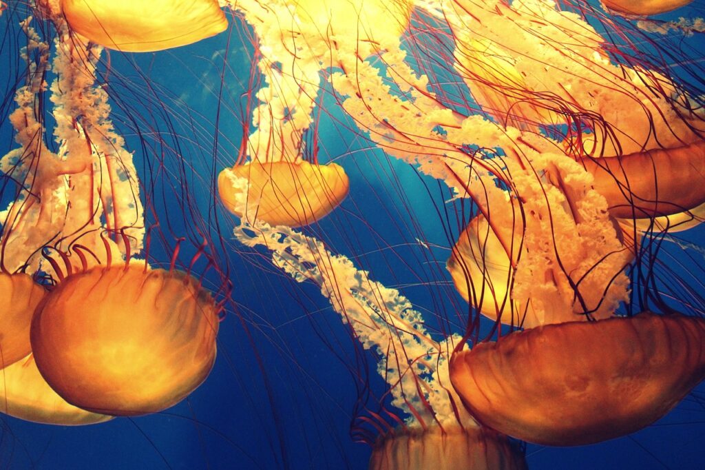 animals, jellyfish, deep ocean