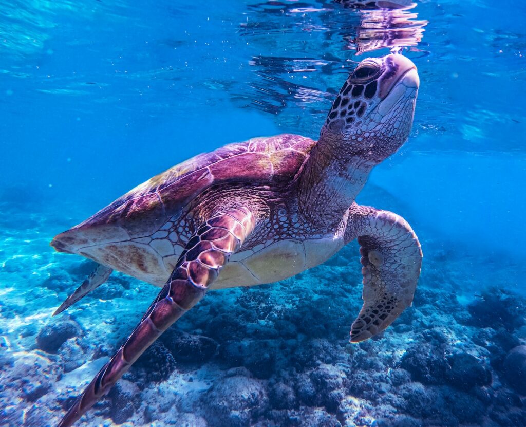 brown and black turtle in water