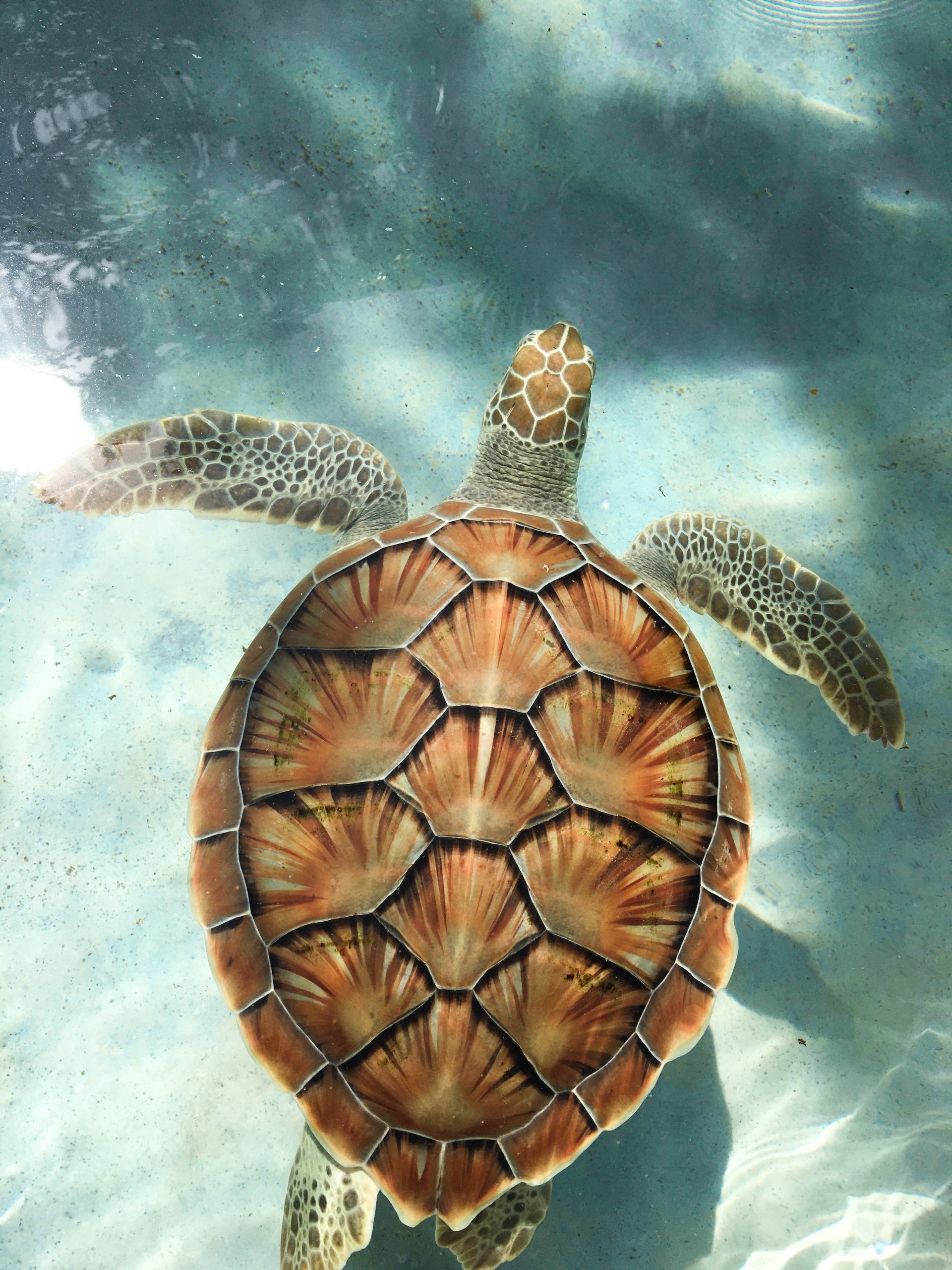 sea turtle swimming in water