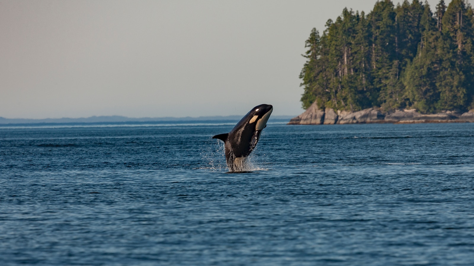 whale in sea