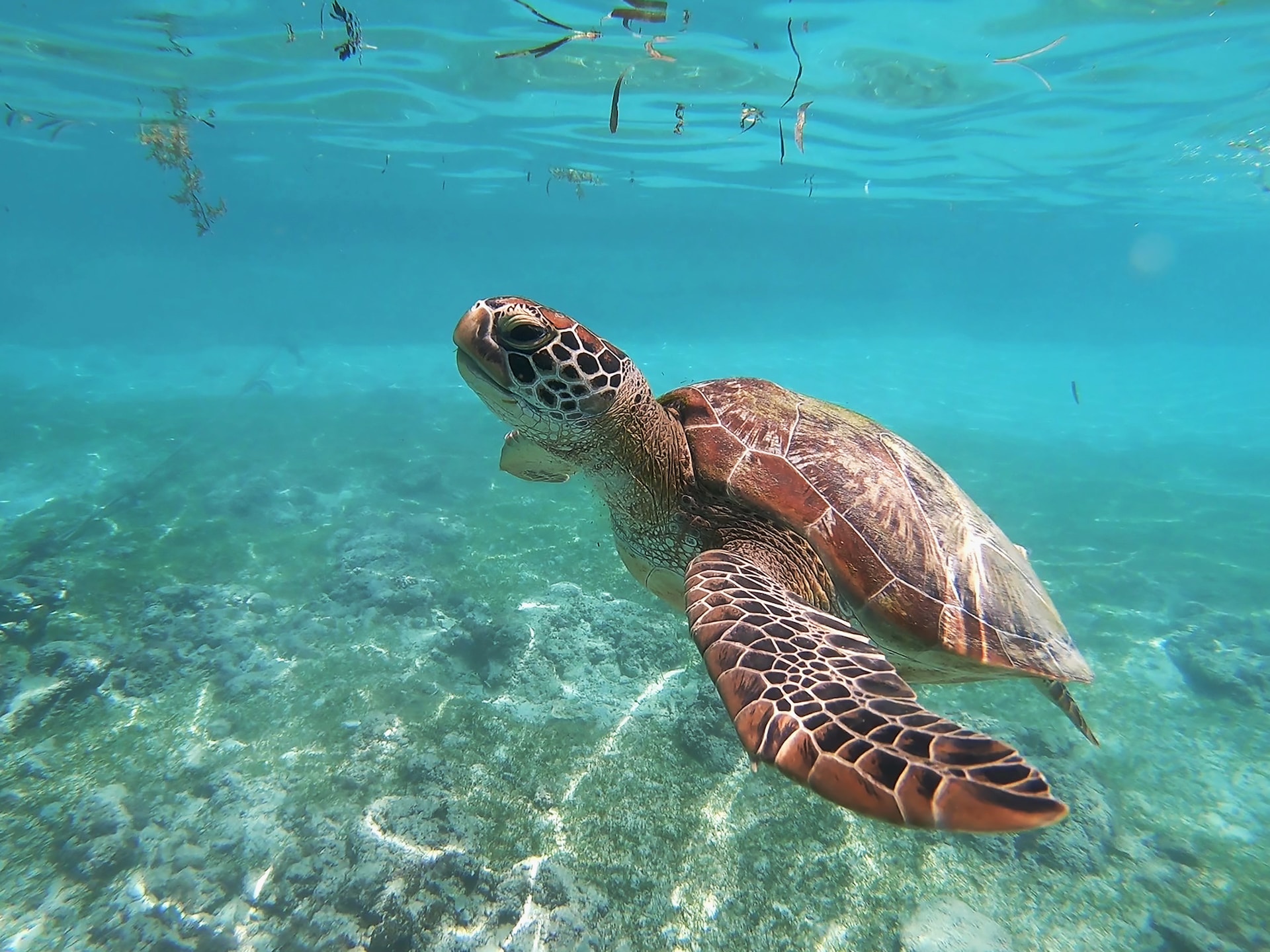 sea turtle underwater