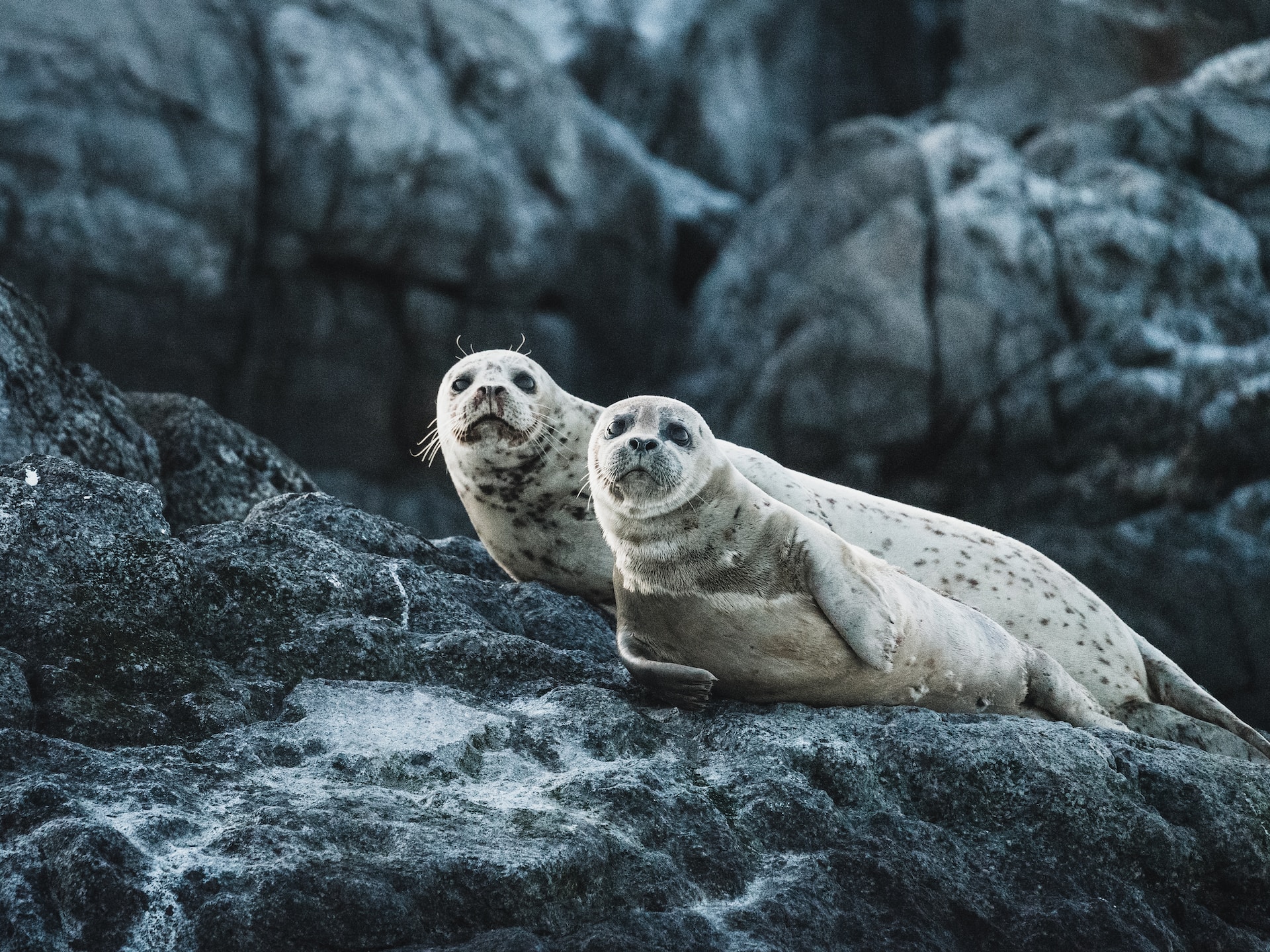 two seals on a rock