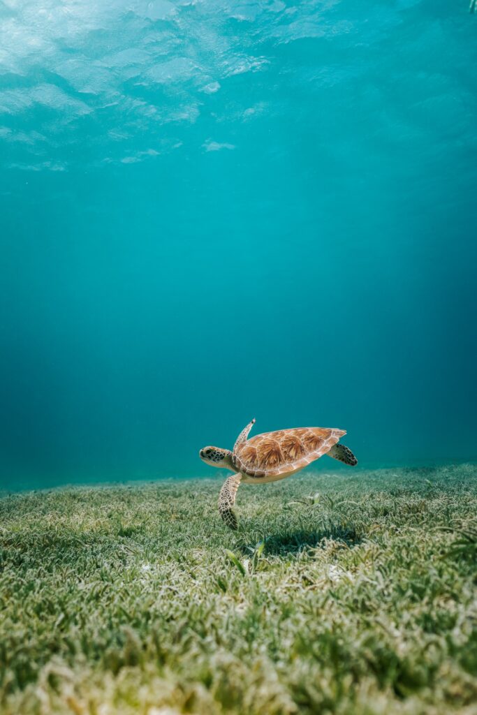 sea turtle swimming